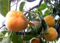 北京大磨盘柿