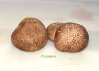 龙虎山香菇