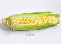 横县甜玉米