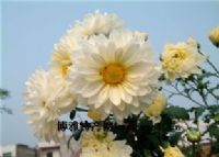 麻城福白菊