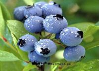 中国北极蓝莓