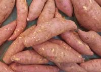 紫云红心红薯