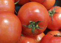 以色列144西红柿
