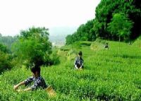 方坪香茗
