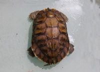 南海海龟
