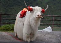 肃南牦牛