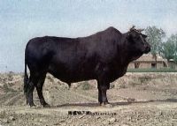 渤海黑牛