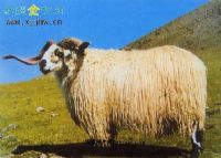 唐古拉藏羊