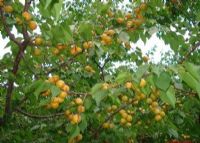 霍城树上干杏