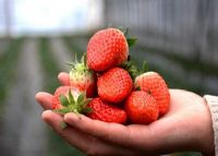 闻集草莓