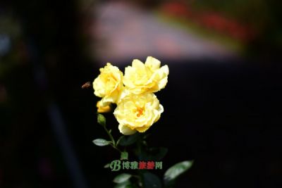 圣安妮公园 ＆ 玫瑰园