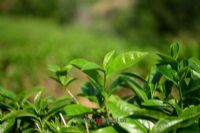六堡茶生态旅游景区