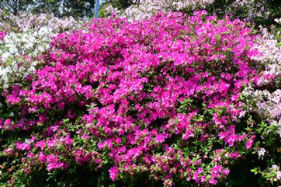 大山杜鹃花海