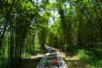 茶山竹海国家森林公园