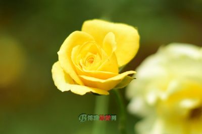 凤凰花海