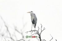 泗县沱河省级自然保护区