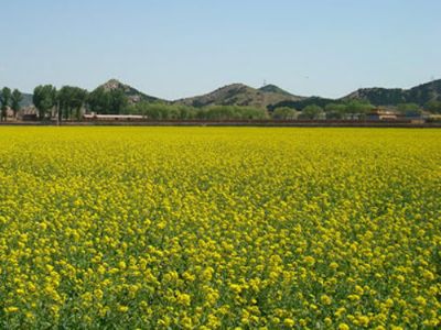 密云北庄油菜花田