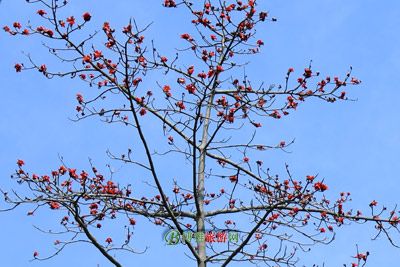 德清清河桥